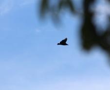 Foto de pássaro preto voando