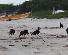 Foto de pássaros na praia