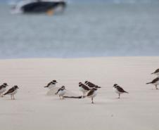 Foto de pássaros na praia