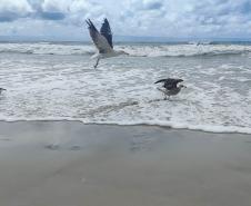 Gaivotas a beira do mar