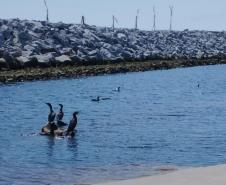 AVES PRÓXIMAS AS OBRAS DA REVITALIZAÇÃO