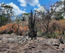 Parques do Paraná têm flora rica e cores exuberantes