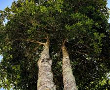 Parques do Paraná têm flora rica e cores exuberantes