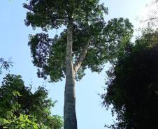 Parques do Paraná têm flora rica e cores exuberantes