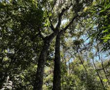 Parques do Paraná têm flora rica e cores exuberantes