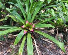 Parques do Paraná têm flora rica e cores exuberantes