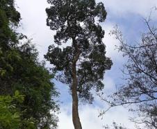 Parques do Paraná têm flora rica e cores exuberantes