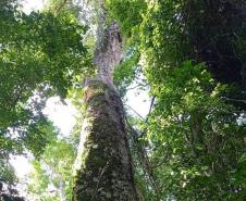 Parques do Paraná têm flora rica e cores exuberantes