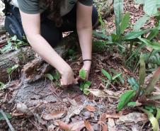 Foto de voluntários plantando mudas