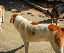 CÃO DE RUA 