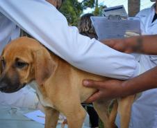 CÃO DE RUA RECEBENDO ATENDIMENTO