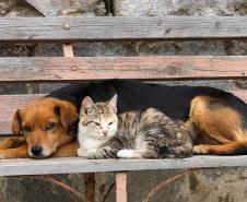 CÃO E GATO NA RUA