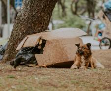 CACHORRO DE RUA FRENTE A RESÍDUOS DESCARTÁVEIS