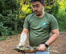 Foto de jacaré sendo devolvido à natureza
