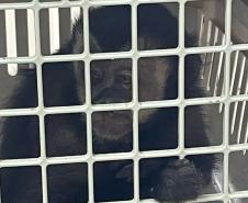 IAT atuou no atendimento a macaco-prego e um gambá-de-orela-branca em Pitanga