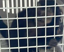 IAT atuou no atendimento a macaco-prego e um gambá-de-orela-branca em Pitanga