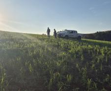VEGETAÇÃO COM SILHUETAS DE UMA CAMINHONETE DO IAT E DOIS SERVIDORES