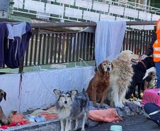 servidores voluntários em ação no resgate de cães