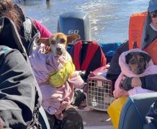 pets resgatados pelos voluntários do IAT