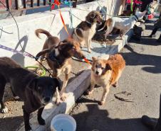 pets resgatados pelo IAT