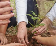 MÃOS PLANTANDO
