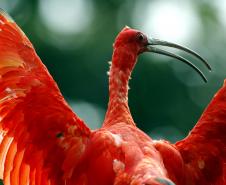 AVE EM RISCO DE EXTINÇÃO