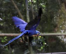 ARARA
