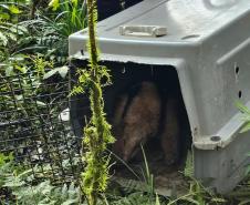 IAT devolve à natureza tamanduá-mirim encontrado por moradores em General Carneiro