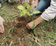 CENAS DE PLANTAÇÃO