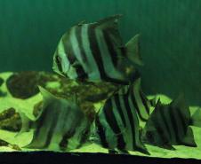 PEIXES MONOCROMÁTICOS EM UM AQUARIO COM LUZ VERDE