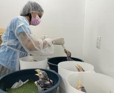 VETERINARIA EM AÇÃO