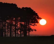VEGETAÇÃO AO POR DO SOL