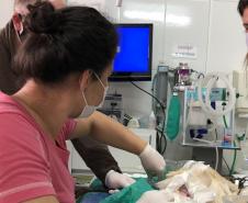 VETERINÁRIOS EM AÇÃO