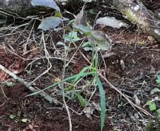 MUDA PLANTADA