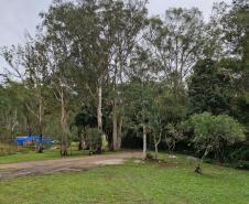 Foto de vegetação da Floresta Estadual Metropolitana