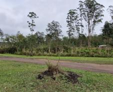 Foto de vegetação da Floresta Estadual Metropolitana