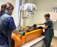 Foto de tamanduá ferido recebendo tratamento