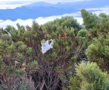 Descarte de dejetos e resíduos na natureza