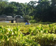 PLANTAS A CÉU ABERTO