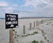 Plano geral da toca a coruja