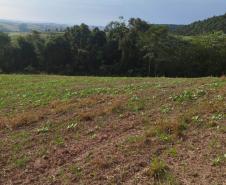 CAMPOS COM VEGETAÇÃO AO FUNDO