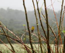 paisagem de inverno
