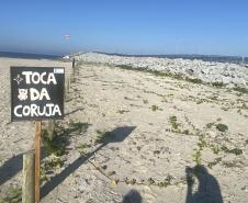 Plano geral da toca a coruja