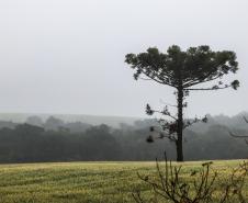 Foto de Araucária