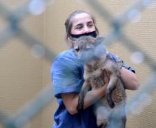Foto de veterinária cuidando de animal