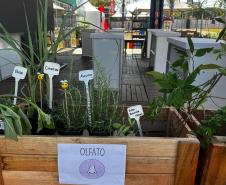 Foto de Jardim sensorial em Cianorte