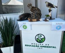 Foto de Jardim sensorial em Cianorte