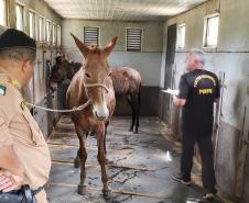 agentes conduzindo animal