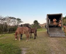 agentes conduzindo animal