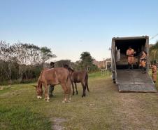 agentes conduzindo animal